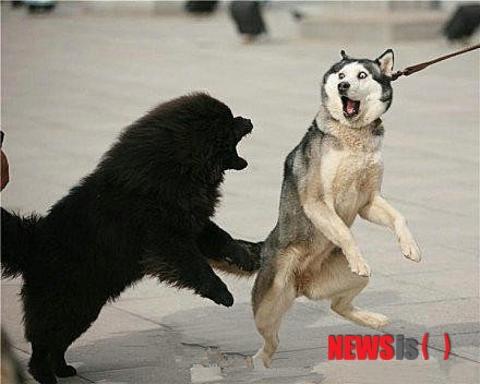 20121019 Siberian Husky & Tibetan Mastiff.jpg